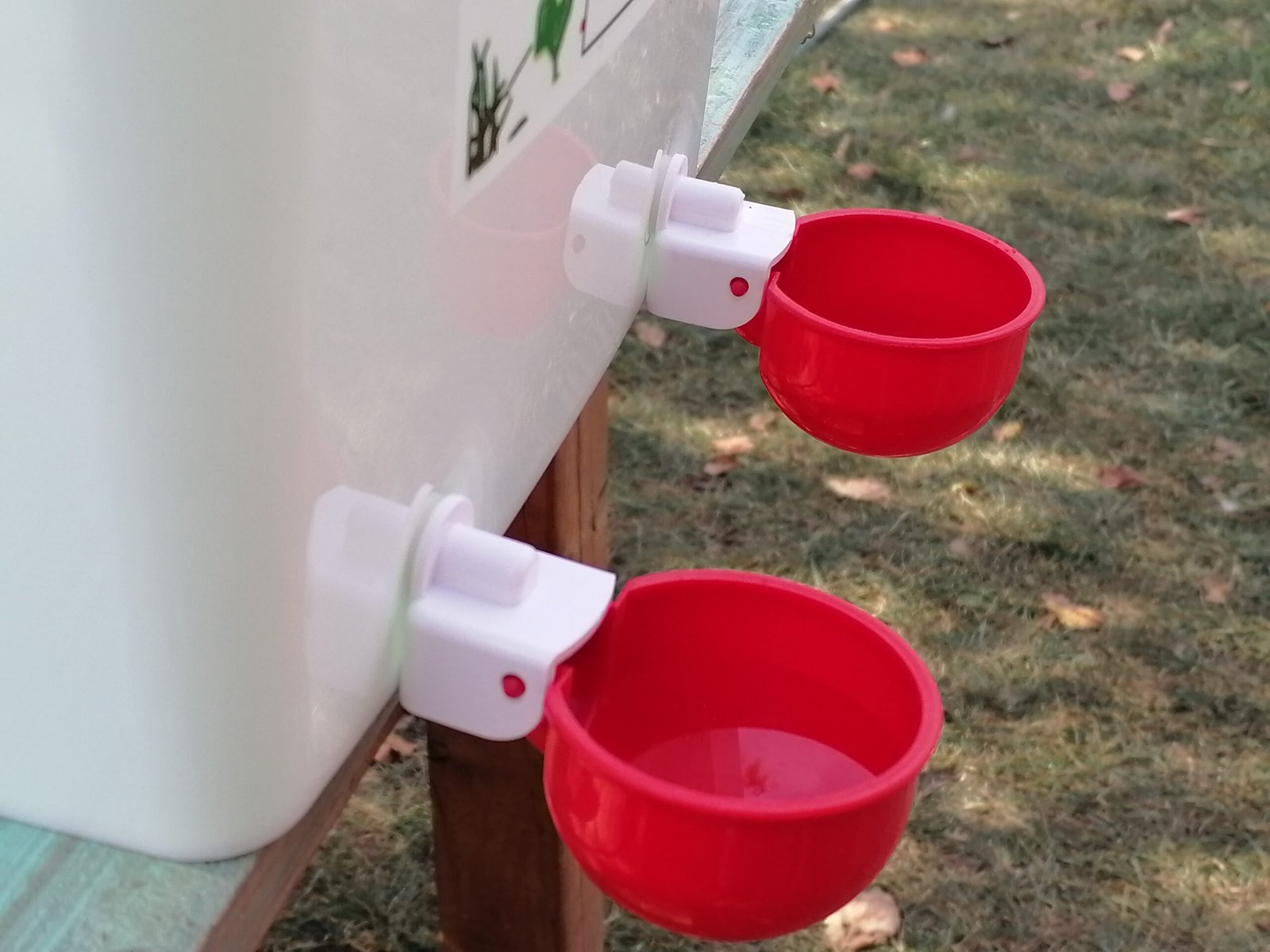 abbeveratoio automatico per galline amazon