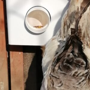 Mangiatoie per Anatre e Oche