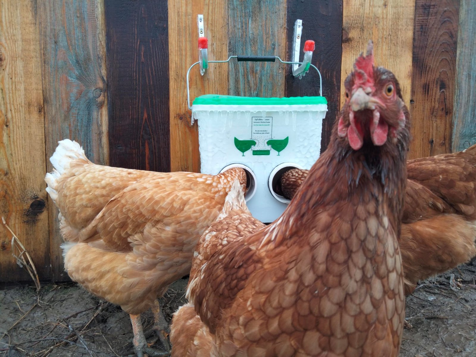 Malattie dei Polli e delle Galline