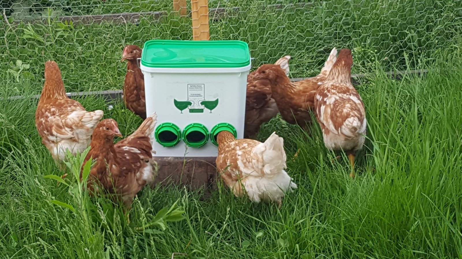 mangiatoia antispreco per piccioni