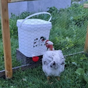 Mangiatoia anti topo per Polli / Galline 20l/14kg (4 porte) + Abbeveratoio 18l con 2 tazze a gravità