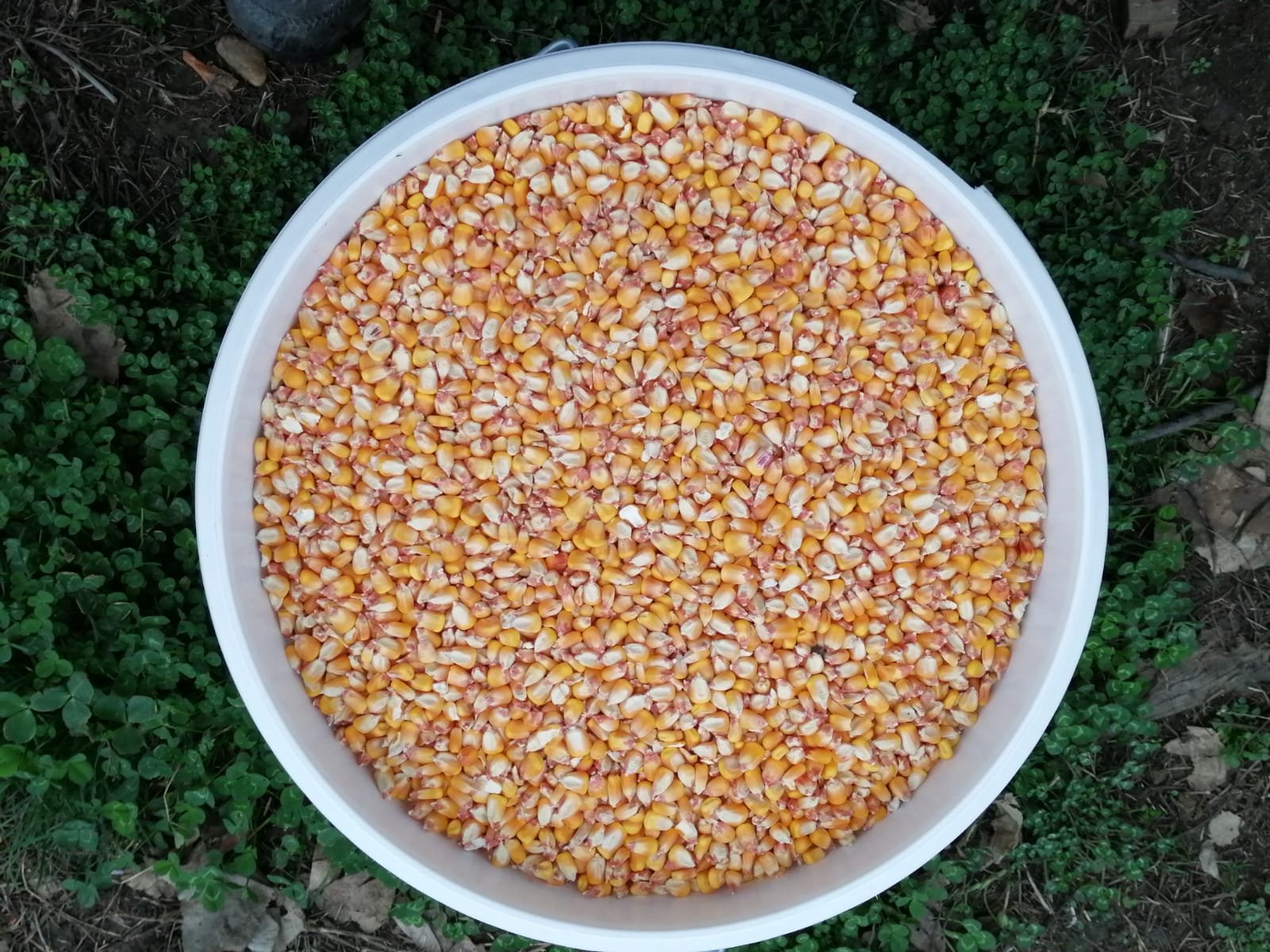 Mangiatoia Automatica per Anatre/Oche 25L/17kg con 3 porte di alimentazione - Image 3