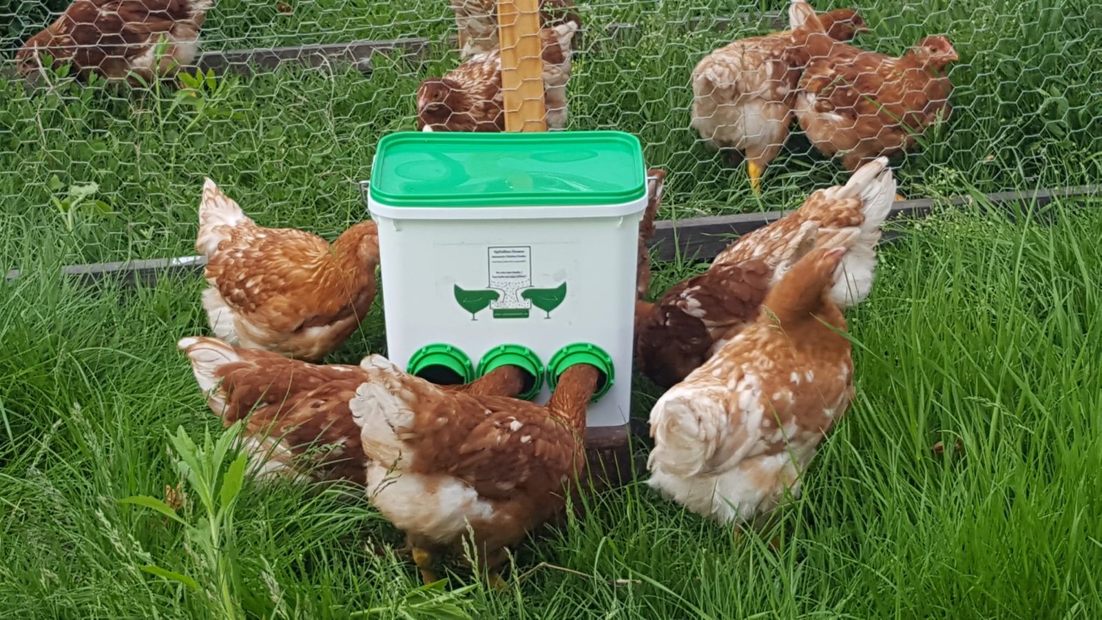 mangiatoia e abbeveratoio per uccelli