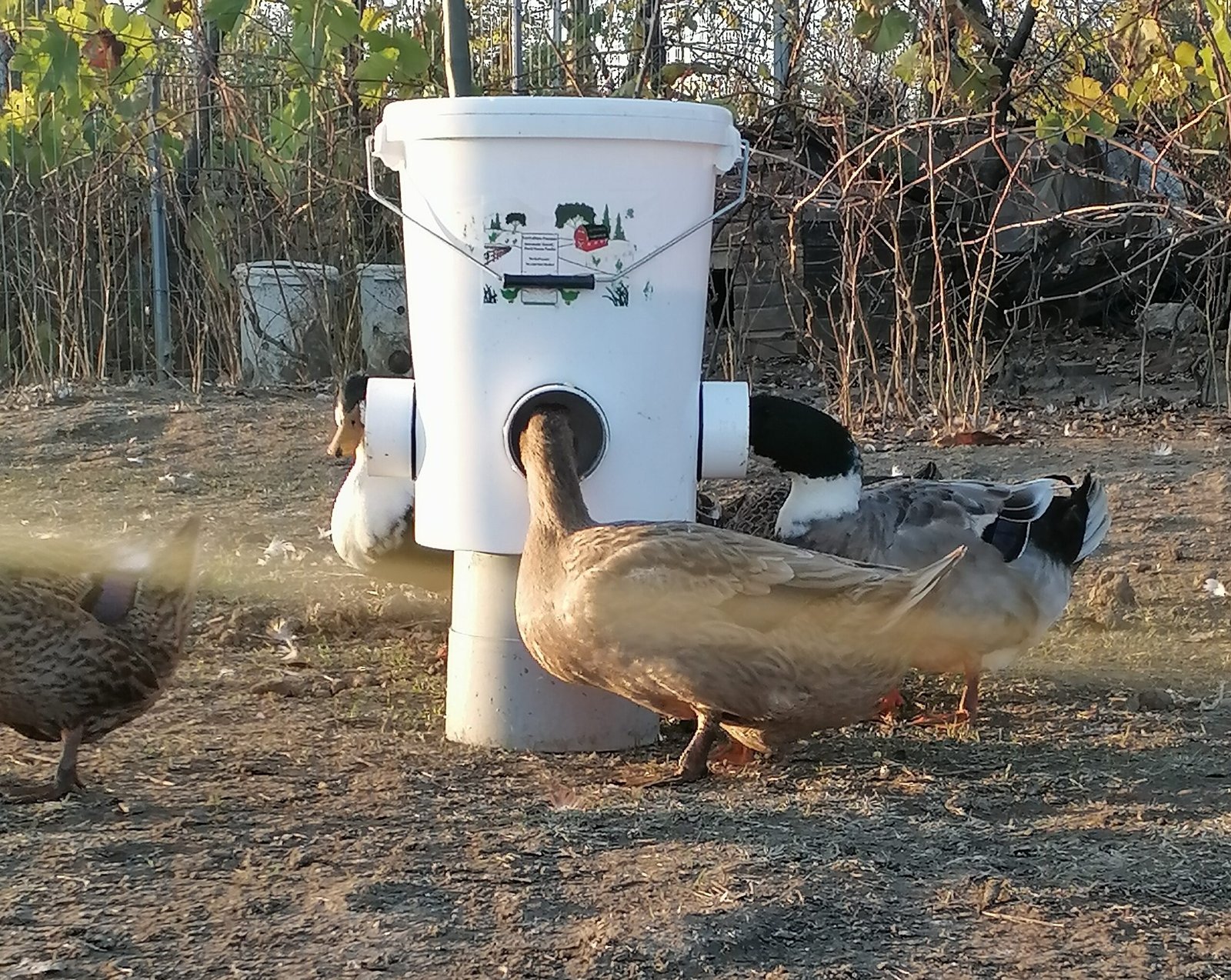 Mangiatoia per anatre
