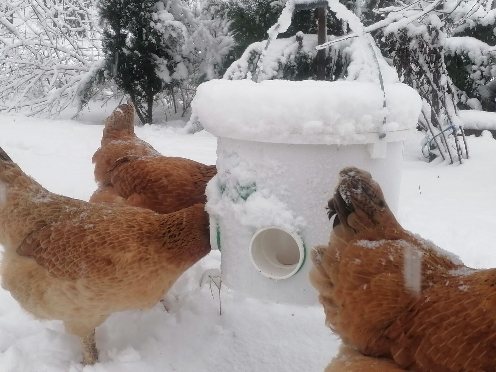 Mangiatoia Sospesa anti Ratto per Polli / Galline 12kg (5 porte)+Abbeveratoio 10L con 4 Nippli orizzontali - Image 5