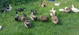 Le Principali Malattie dei Palmipedi